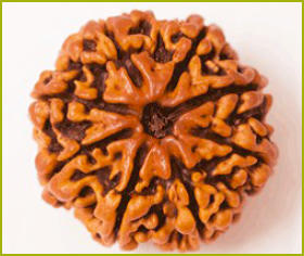 Rudraksha Seed